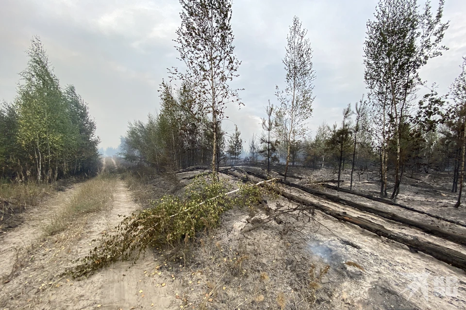 Карта лесных пожаров рязанской области