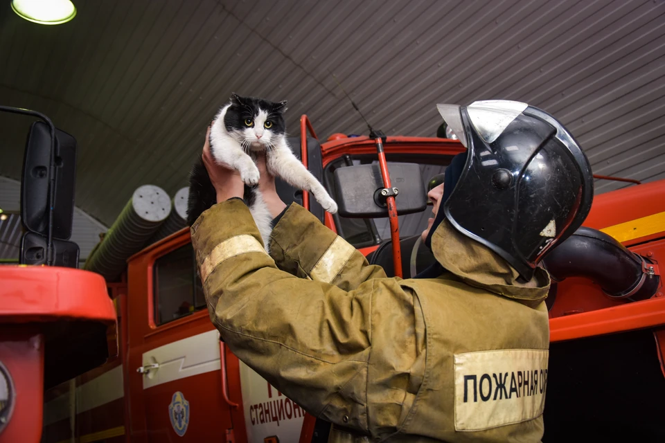 Кот не пострадал.