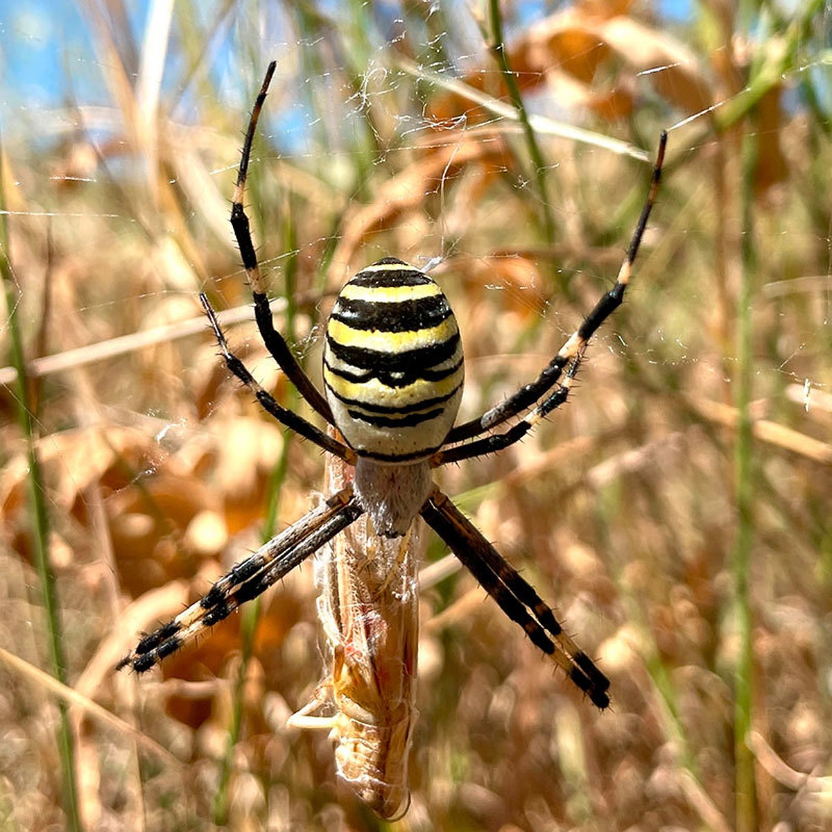 Паук оса ядовит фото