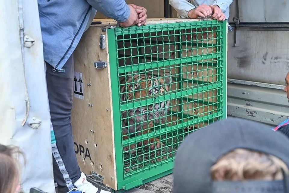 Гектор прилетел в Хабаровск