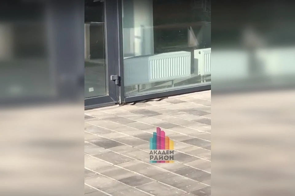 Змея напугала местных жителей Фото: скриншот с видео