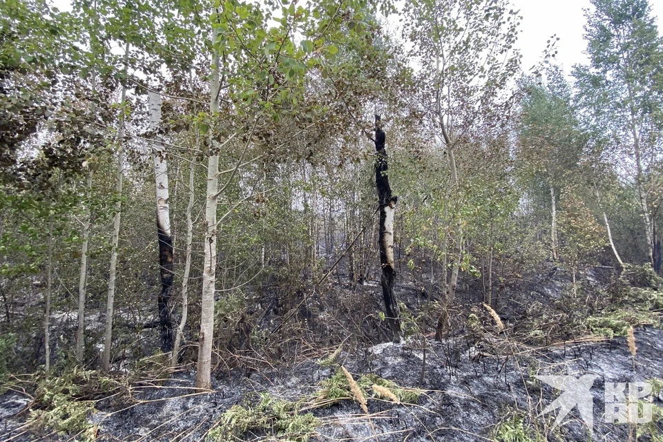 Лесной пожар в Рязанской области прошел уже 11700 га.