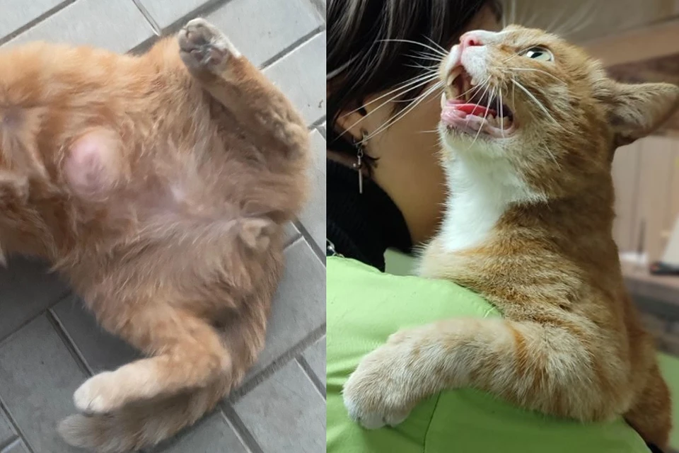 Как звали кота которого выкинули. Бездомные кошки. Как звали кота которого выкинули. Брошенный кот. Выброшенные котята на улице.