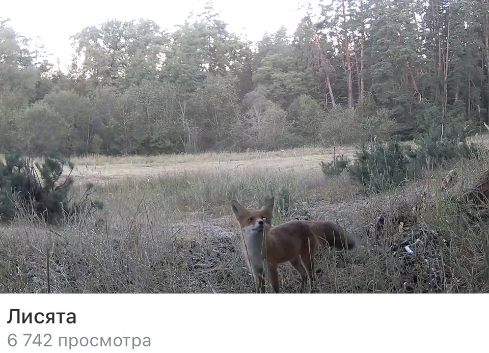 скриншот с видео Воронежского заповедника