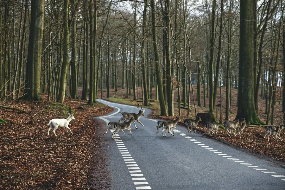 В 2021 году в Беларуси стало меньше аварий с дикими животными, чем еще год назад. Фото: pexels.com
