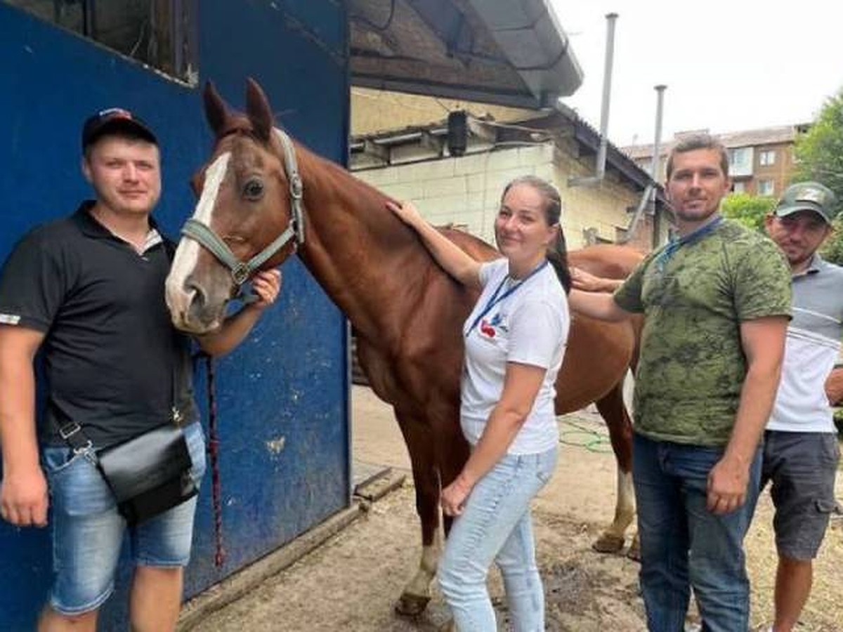 11 лошадей из Мариуполя спасли от голодной смерти жители Ростова - KP.RU