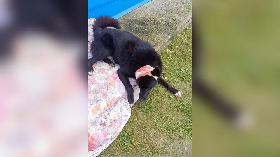 В Новоколомино Томской области неизвестный расстрелял двух охотничьих собак. Фото: Telegram-канал "Регион-70 Томск"