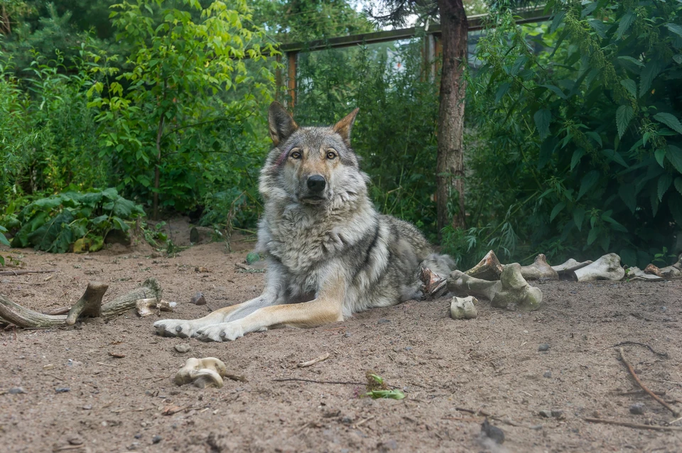 Волк едва не напал на грибников в лесу Нижегородской области.