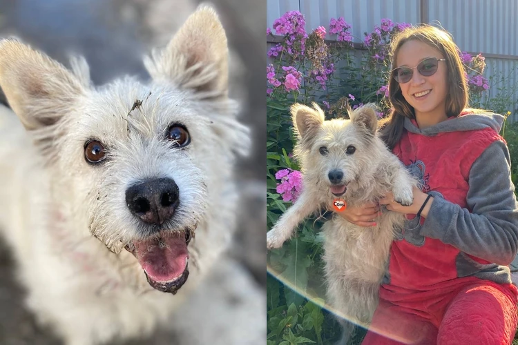 «Соня лаяла, будила меня»: в Новосибирске собака спасла хозяйку на пожаре
