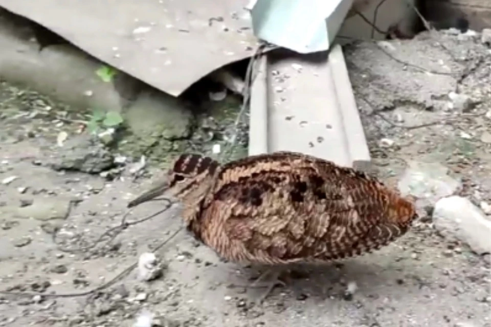 Фото: скриншот из видео
