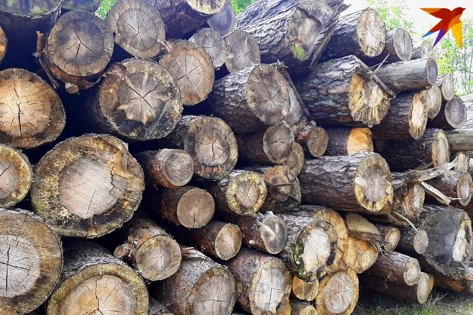 В правительстве нашли резерв для удешевления древесины для строительства жилья на селе. Фото: София ГОЛУБ