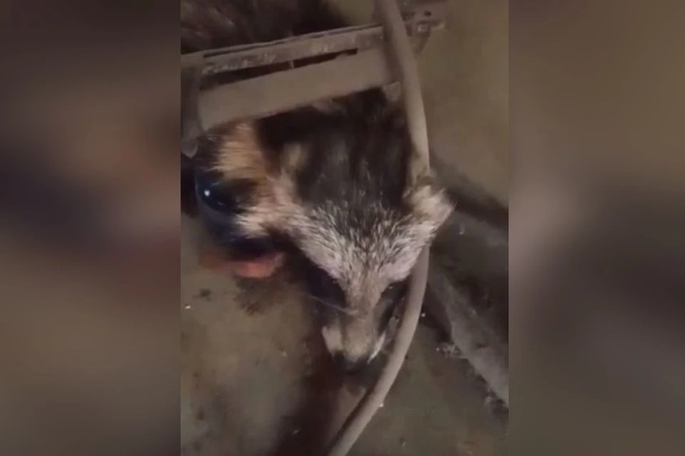 Енотовидную собаку нашли на автомойке. Фото: Кадр из видео\предоставлено КП-Новосибирск очевидцами