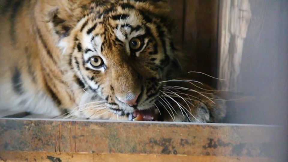 Подмосковные ветеринары спасли тигрицу из Приморья с дефектами зубов