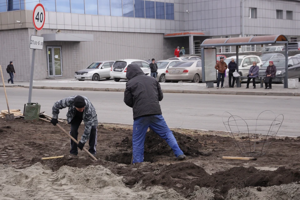 Посадка деревьев в Барнауле