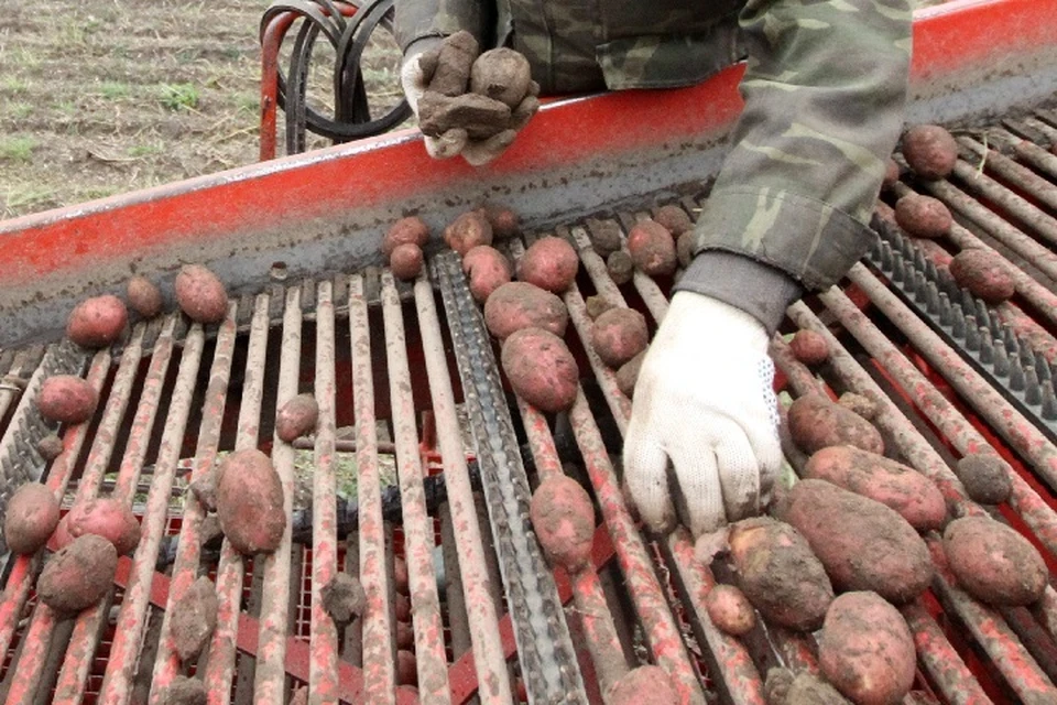Овощи промерзают при -2 градусов.