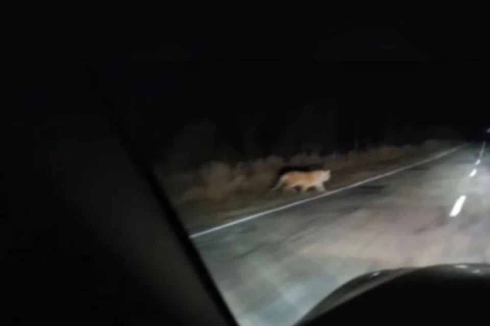 Момент встречи людей с животным попал на видео. Фото: стоп-кадр видео