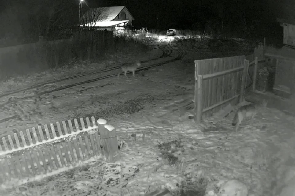 Фото: скриншот видео. Группа "Подслушано Чердынь" ВКонтакте.