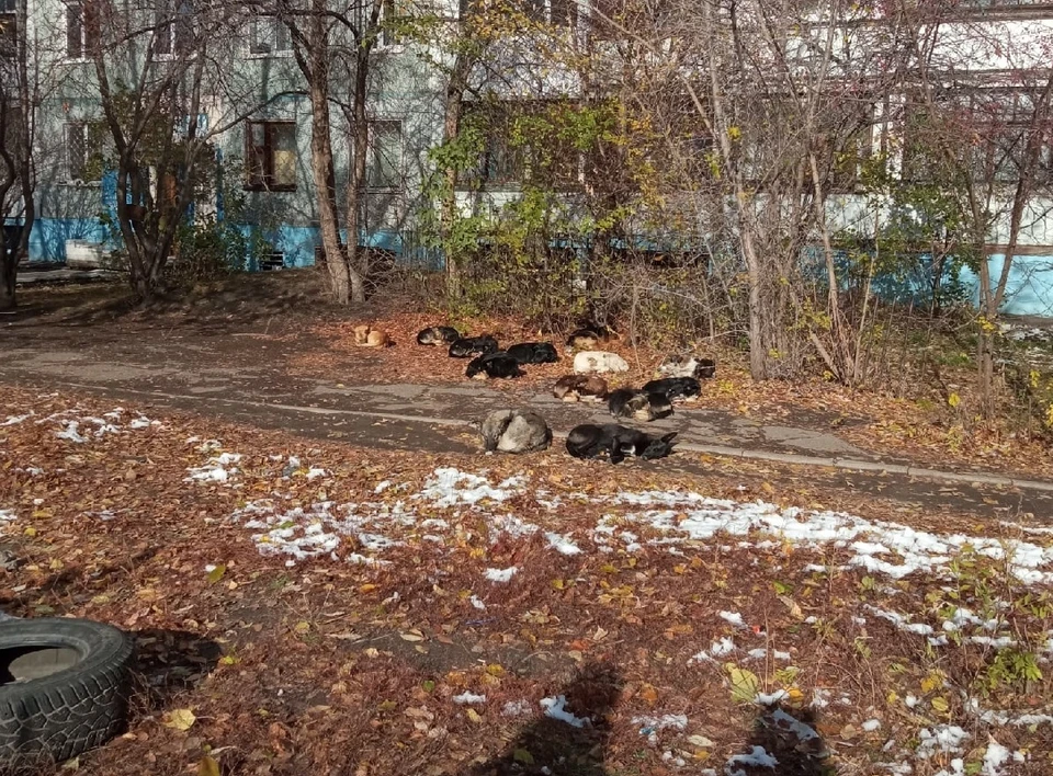 Фото: паблик «ЧП Омск» во «ВКонтакте»