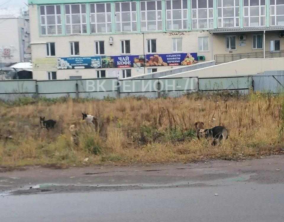 В Томске местные жители опасаются стаю собак на Центральном рынке. Фото: "Регион-70"