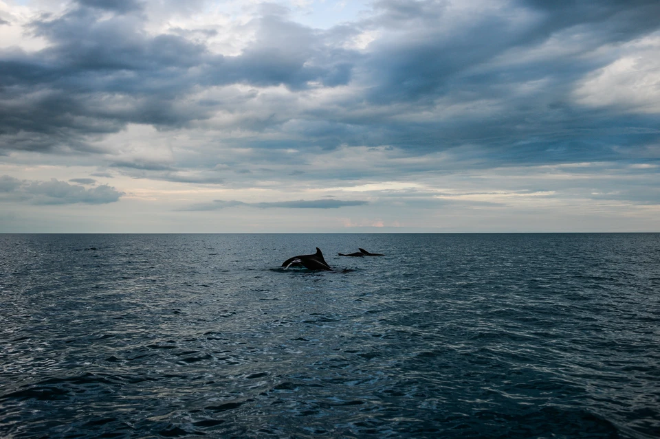 Сейчас активно ведутся поиски млекопитающих, а губернатор Севастополя попросил горожан сообщать о каждом замеченном в море дельфине