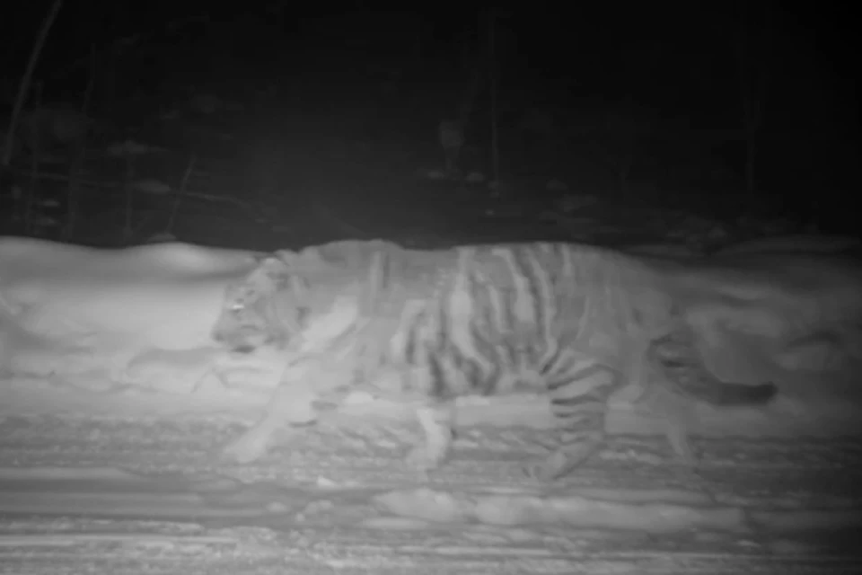 Тигр вальяжно «прошуршал» по снегу и удалился из кадра по своим тигриным делам