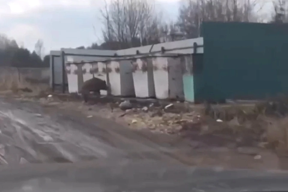 Скриншот видео.