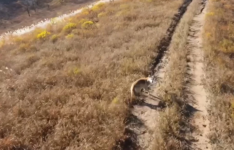 Волк «попался» на юге Хасанского района. Фото: принтскрин видео, Пограничное управление ФСБ России