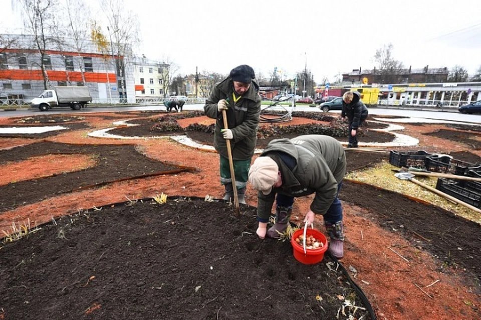 В Ярославле высадят 35 тысяч тюльпанов