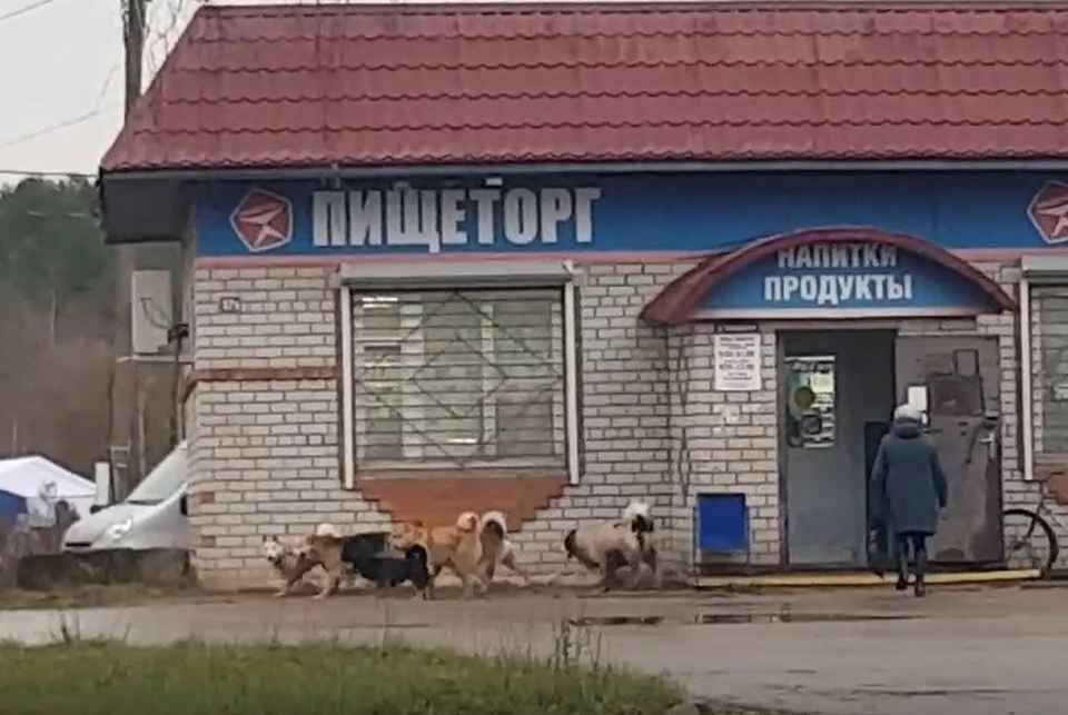 Стоп-кадр видео. Группа «Народная правда / Чагода».