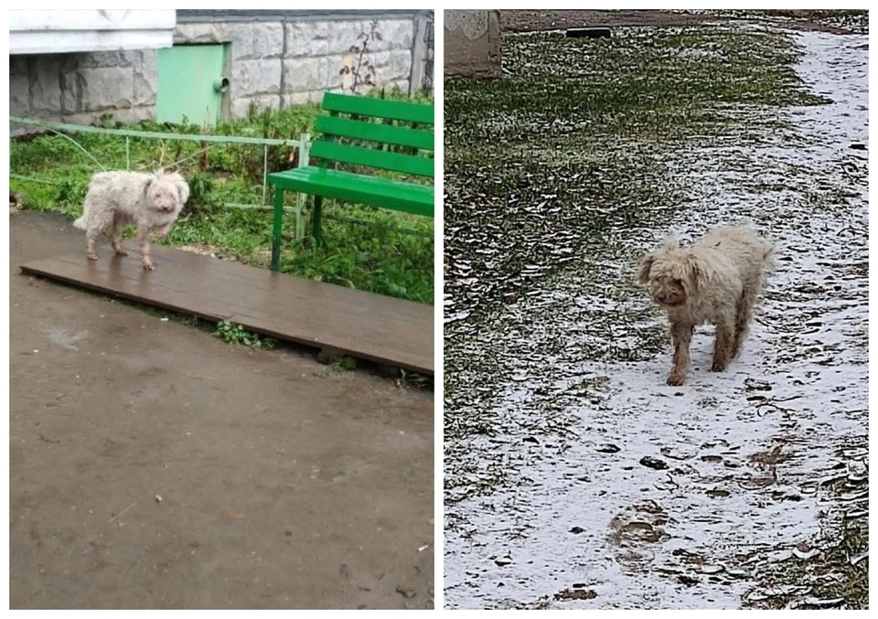 Фото: Единая служба потеряшек. Сыктывкар и Коми