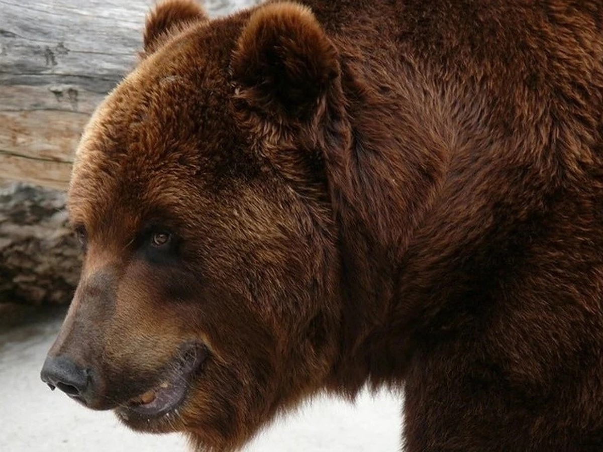 Слухи о побеге медведя из тюменского зоопарка сильно преувеличены - KP.RU