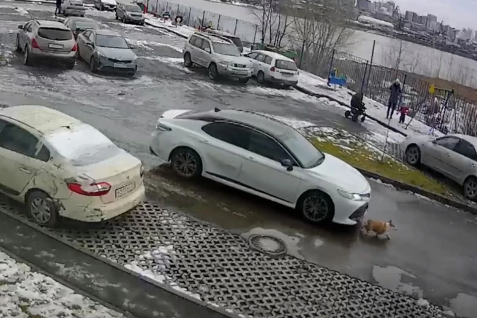 В Новосибирске водитель иномарки сбил во дворе жилого дома собаку породы корги. Фото: Кадр из видео\"АСТ-54"