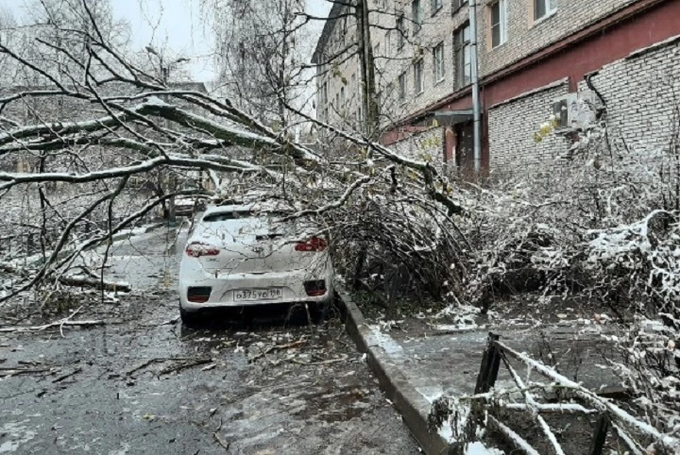 дерево упало на машину тверь