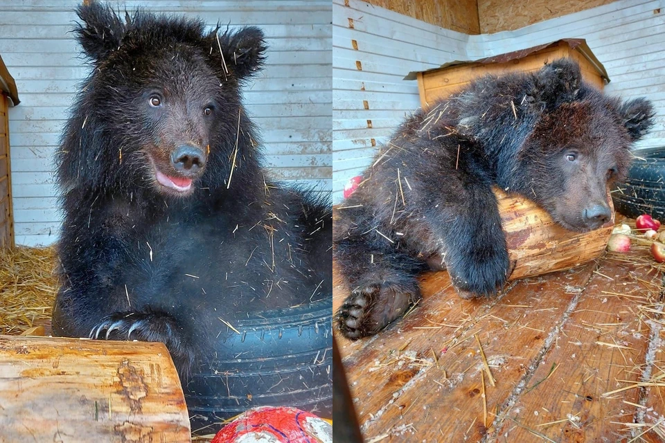 После подготовки к дикой жизни медвежата отправятся в карельские леса. Фото: animal_nsk - Новосибирск