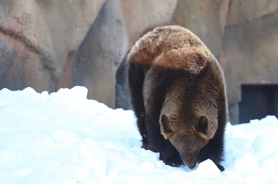 Медведи в зоопарке почувствовали приближение зимы