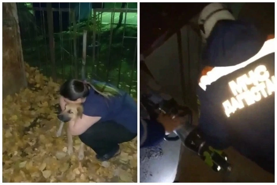 Спасатели МЧС Дагестана вытащили собаку, застрявшую между гаражами. Фото: пресс-служба МЧС Дагестан.