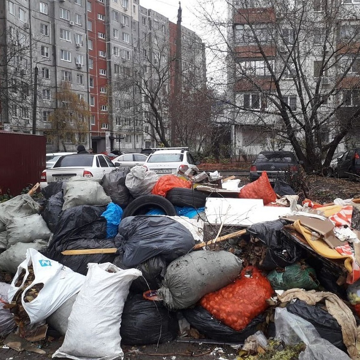 Дети - в школу мимо собак и крыс