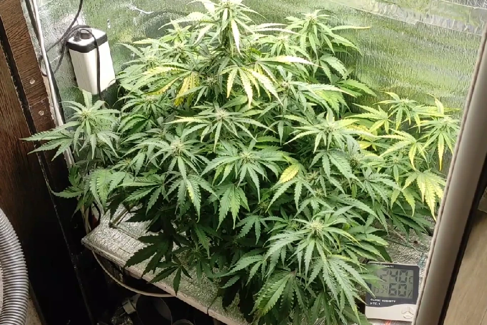 выращивание марихуаны ук рф