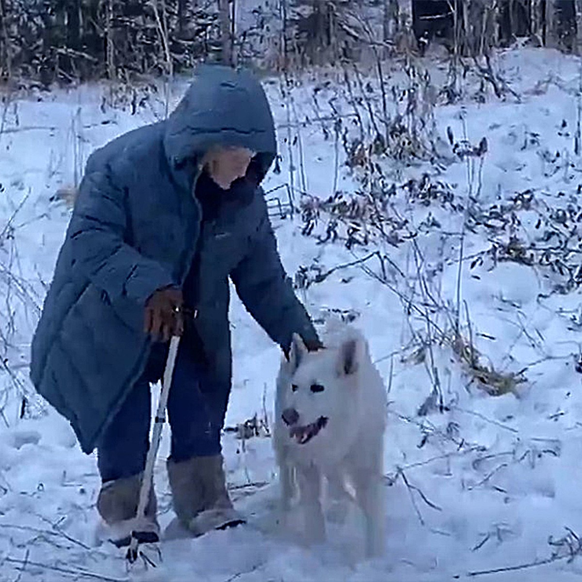 Утыкалась тёплым носом, и я поднималась из сугроба: собака спасла от гибели  на морозе 76-летнюю женщину, заблудившуюся в тайге Красноярского края -  KP.RU