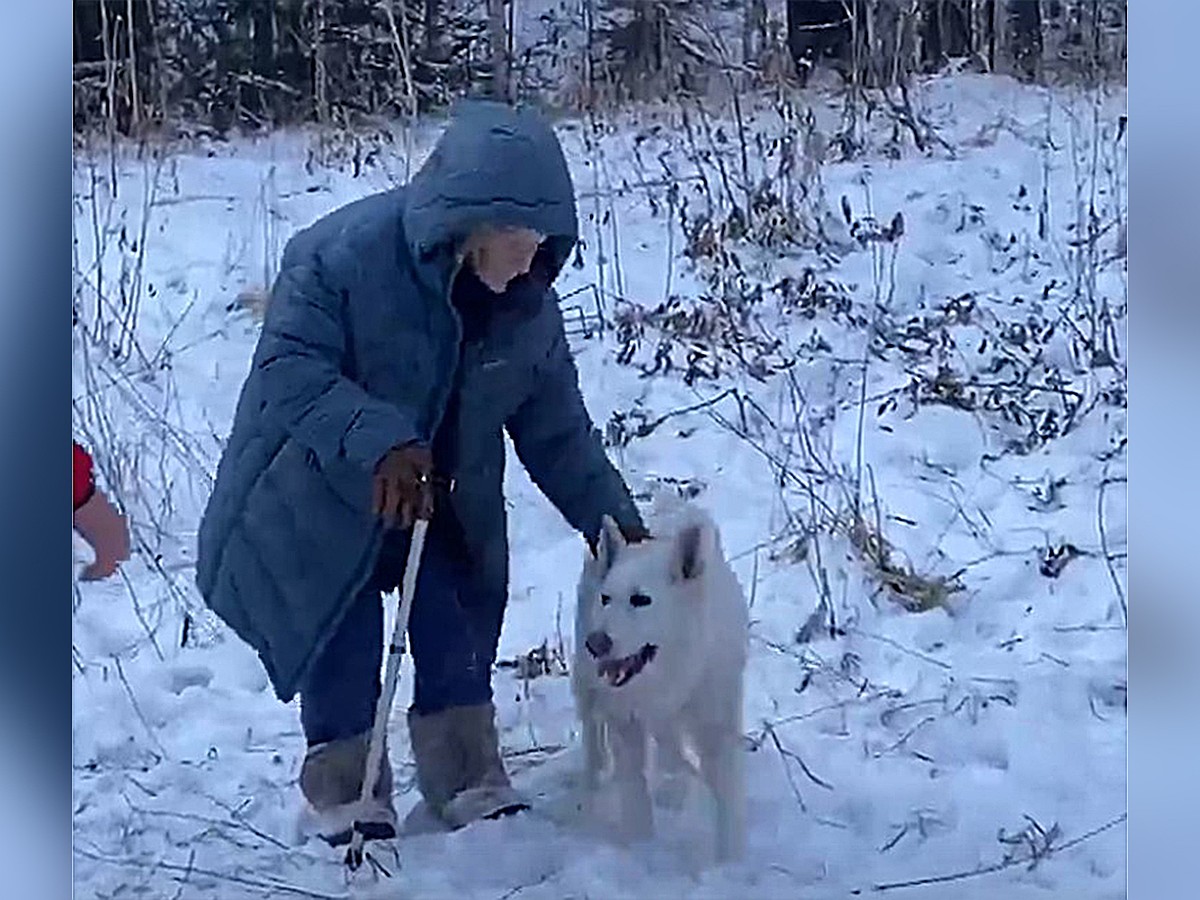 Утыкалась тёплым носом, и я поднималась из сугроба: собака спасла от гибели  на морозе 76-летнюю женщину, заблудившуюся в тайге Красноярского края -  KP.RU