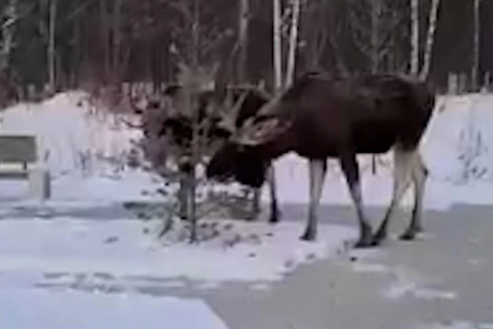 Фото: скриншот из видео
