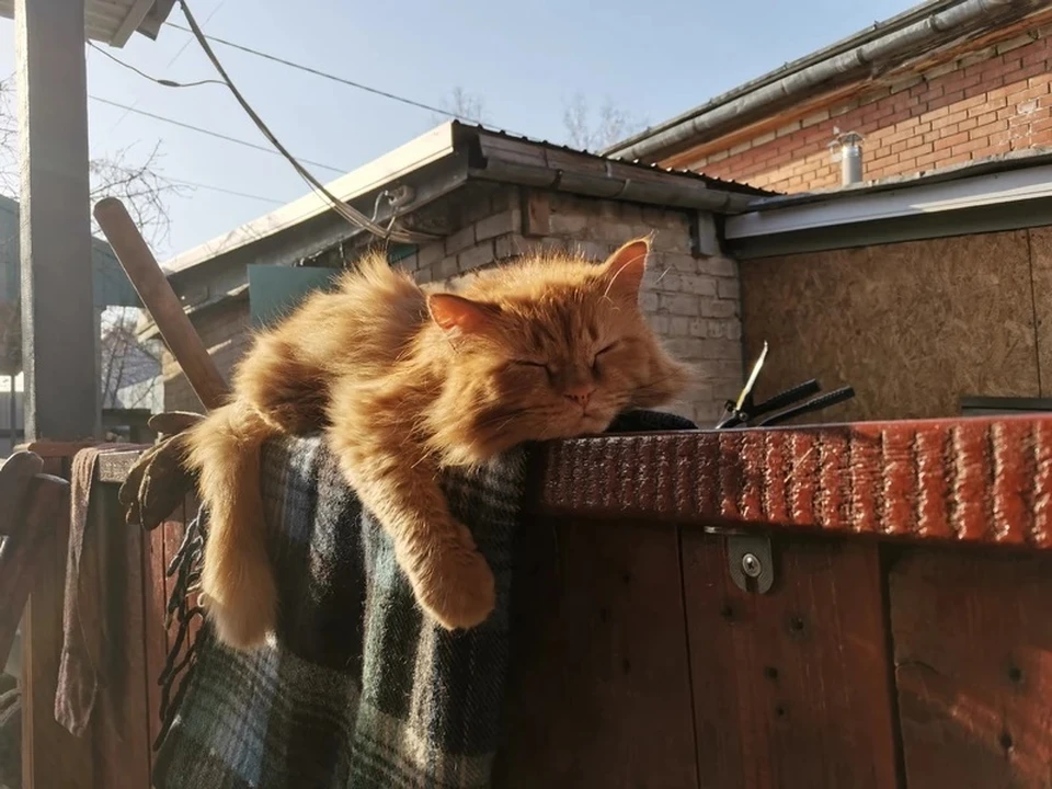 кузя котёнок рыжий. рыжий кот самара. рыжий кот самара. рыжий кот самара. рыжий кот портрет.