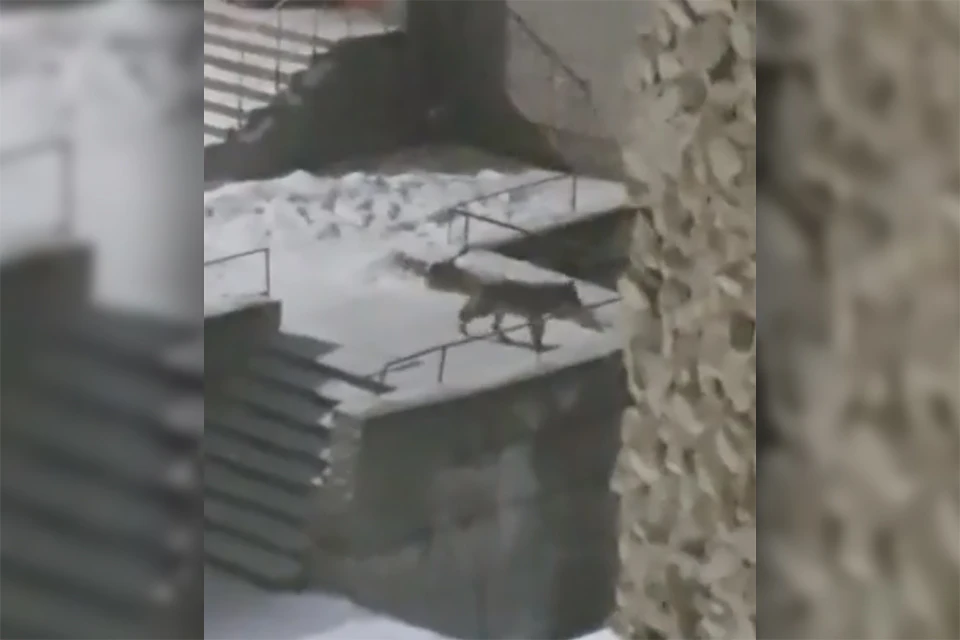 Животное, бродившее рядом с подъездами домов, ковдорчане сняли на видео. Фото: скриншот видео