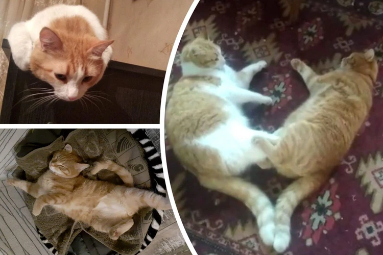 «Мяукают и просятся в гости»: коты показали, что такое настоящая дружба