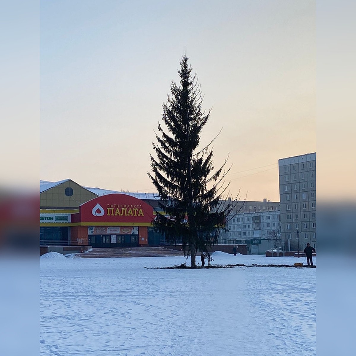 Эту елочку уже ничего не спасет»: заринчане ужаснулись при виде облезлой  елки в центре города - KP.RU