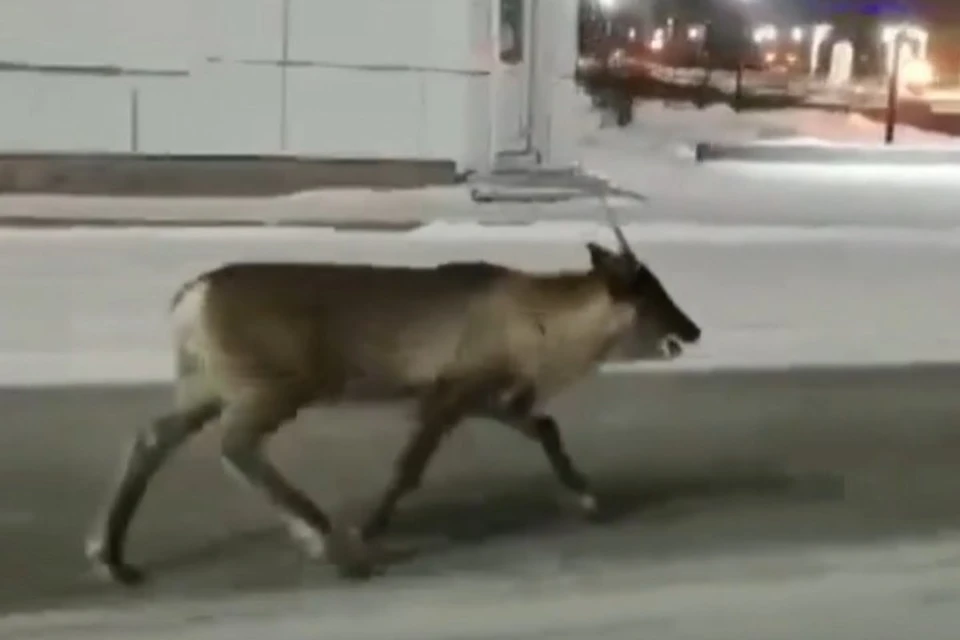 Олень бежит по городу