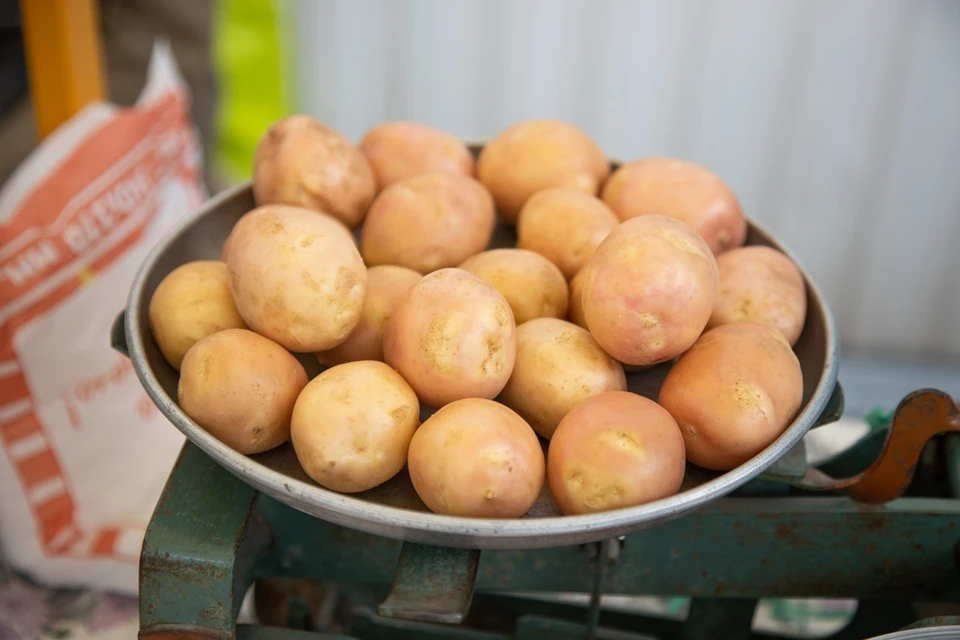 В этом году донские аграрии собрали большой урожай картофеля.