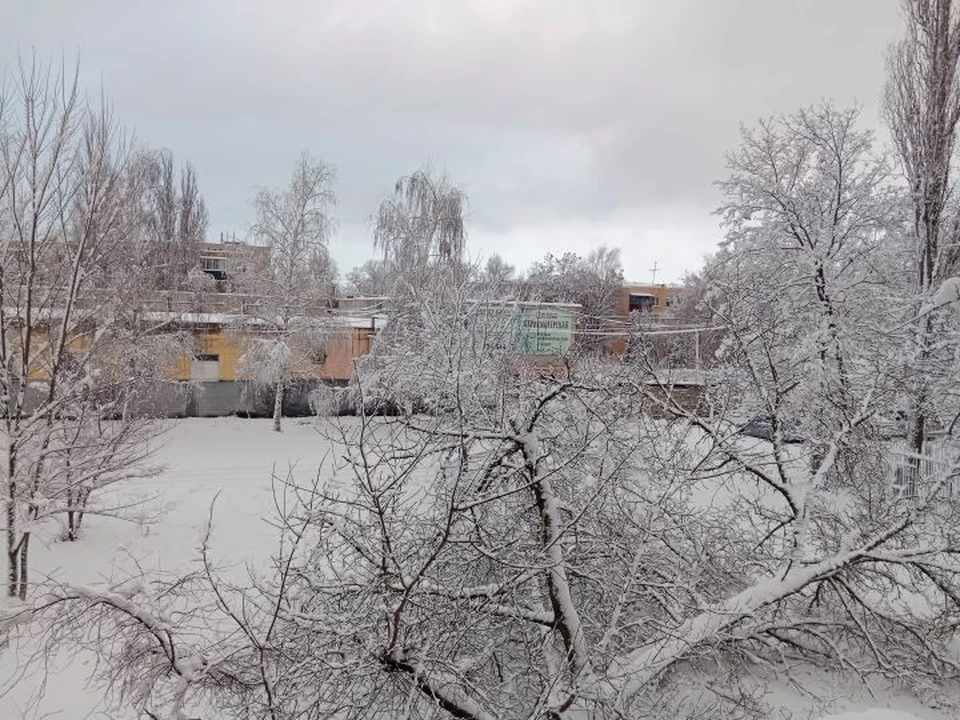 Огромное дерево упало ночью на улице Комарова под тяжестью снега