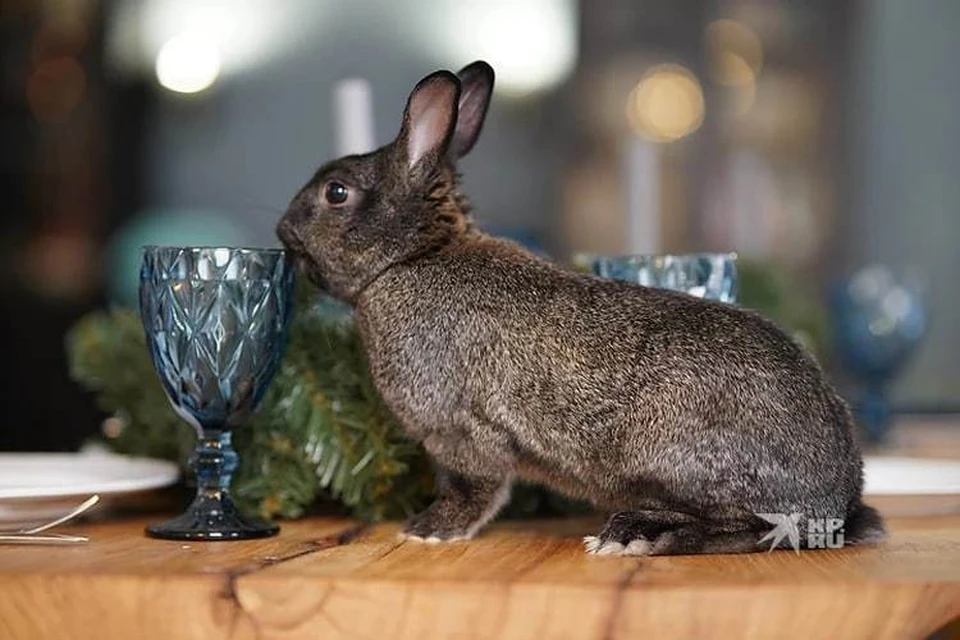 В Тюмени кроликов предлагают арендовать на Новый год.