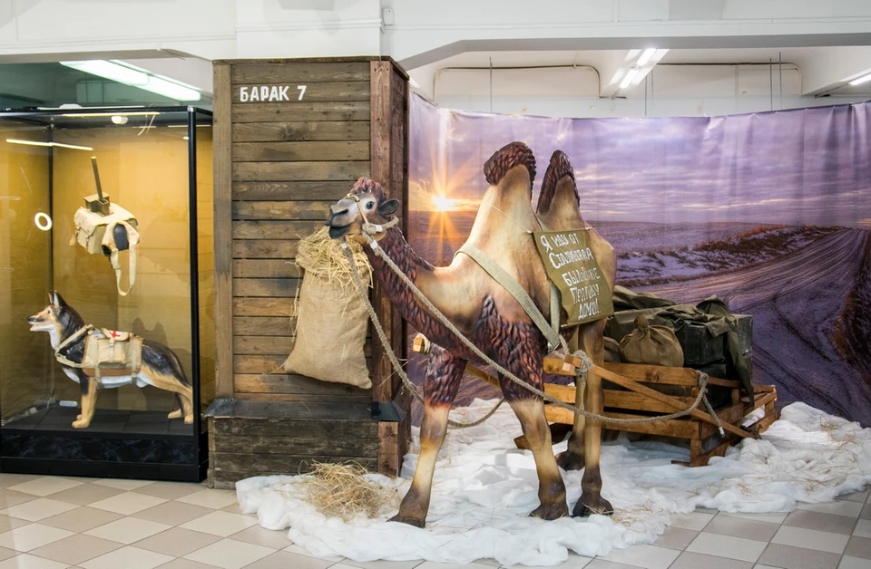 На выставке в волгоградском музее расскажут об отряде собак – истребителей танков на фронте